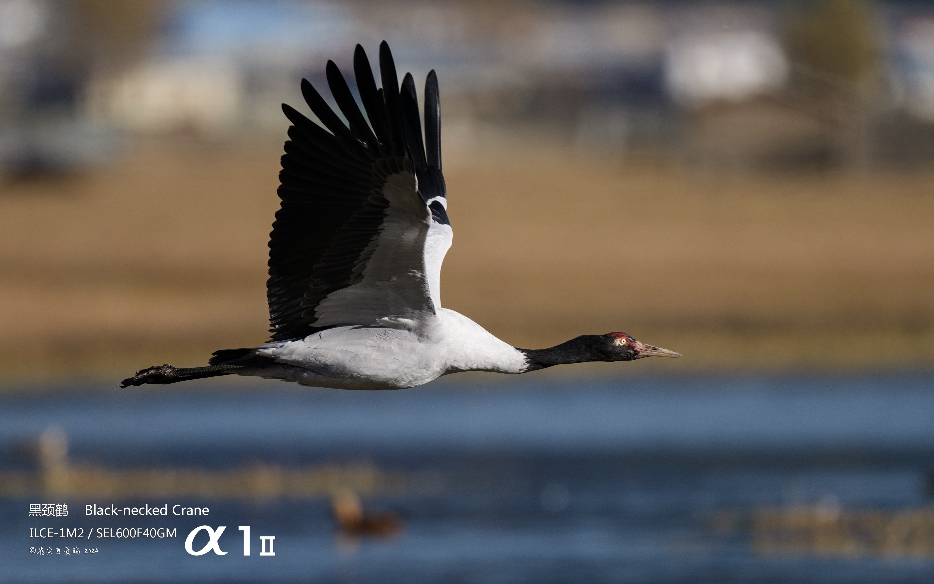 1732869762936476.jpg 8.jpg