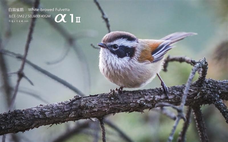 1732869748654654.jpg 6.jpg