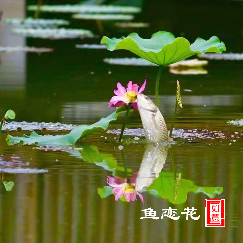 鱼恋花