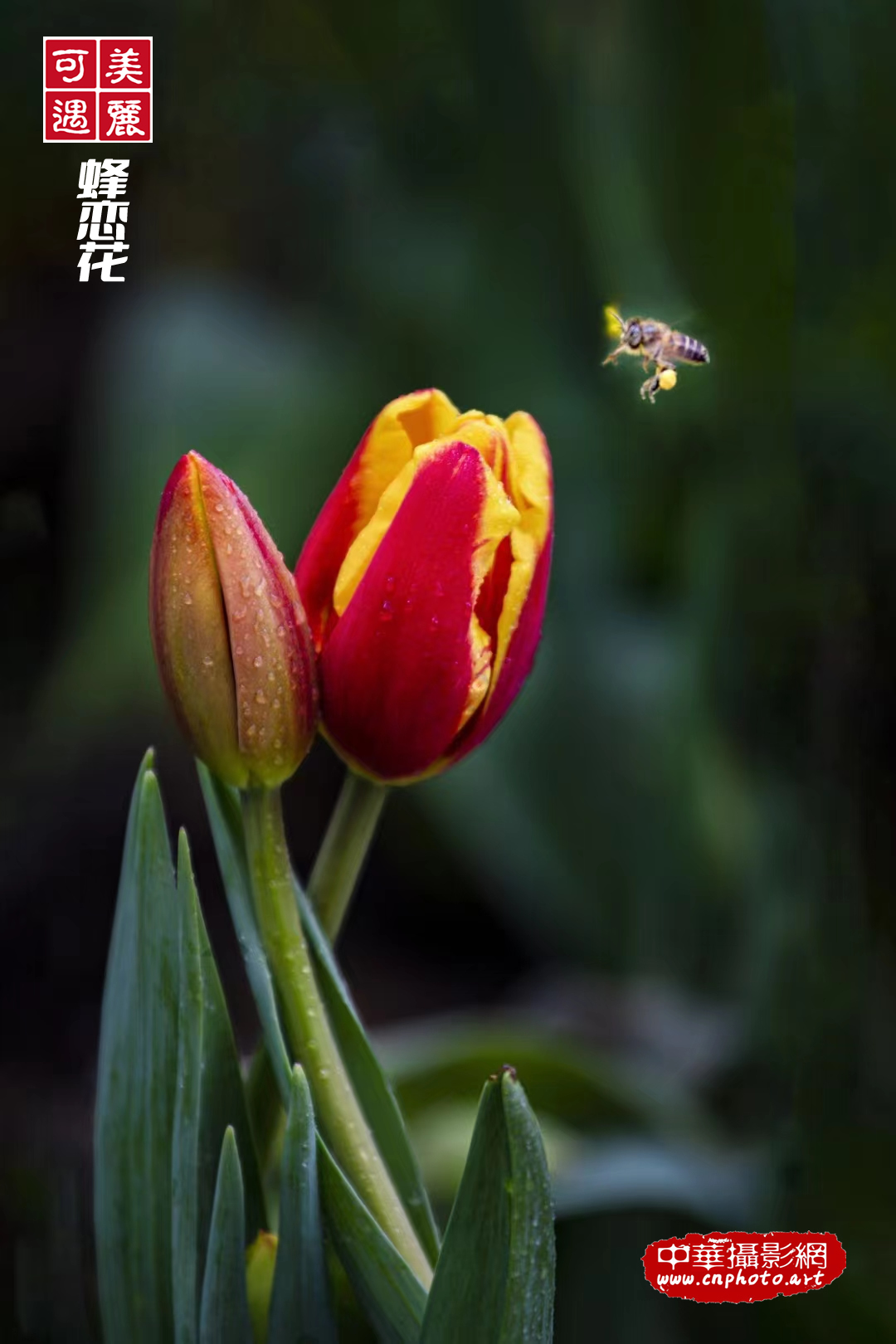 蜂恋花（组照）